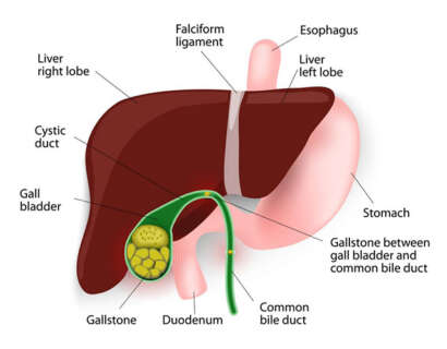 gall-bladder