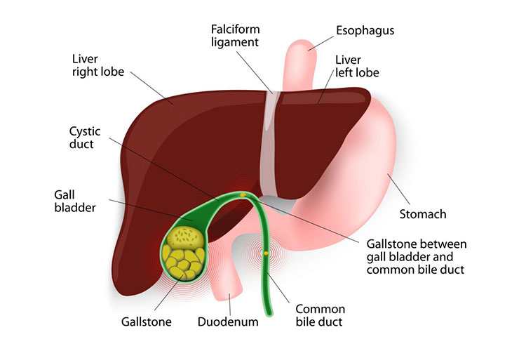 Gall Bladder